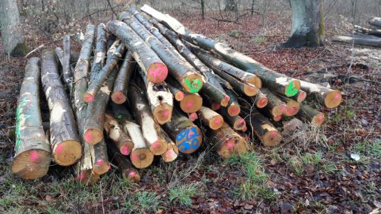 Bild eines Stapels von Polterholz im Wald