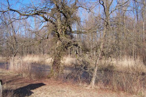 Bäume entlang eines Gewässers