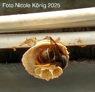 Gründungsnest der asiatischen Hornisse