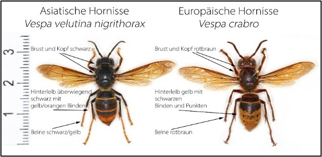 Vergleich Asiatische Hornisse mit Europäischer Hornisse