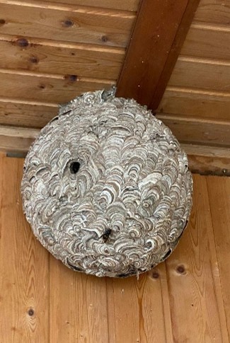 Hornissennest
